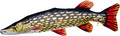 Gaby The Pike - 110cm & 200cm