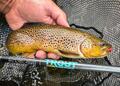 St. Croix Trout Series Ultra Light Spinhengel 