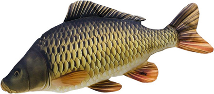 Gaby The Common Carp 64cm