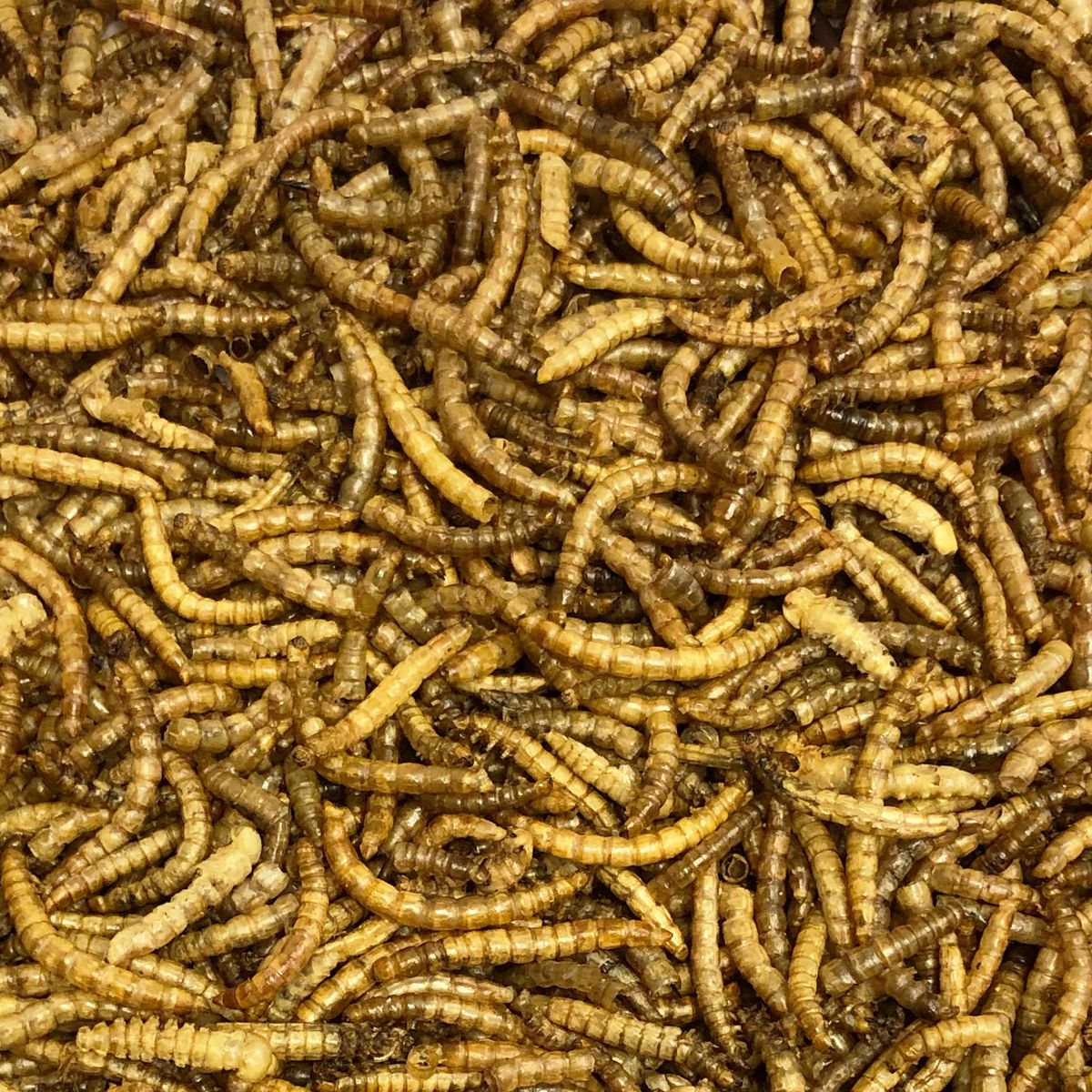 Vivani Baits Dried Mealworms (400g)