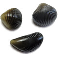 Behr Karper Imitatie Mossels (3stuks)