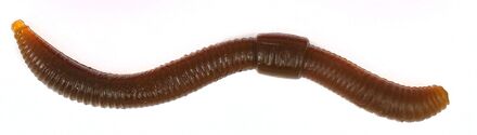 Trout Master Dendrobaena Natural Imitatie Worm 8cm (15 Stuks)