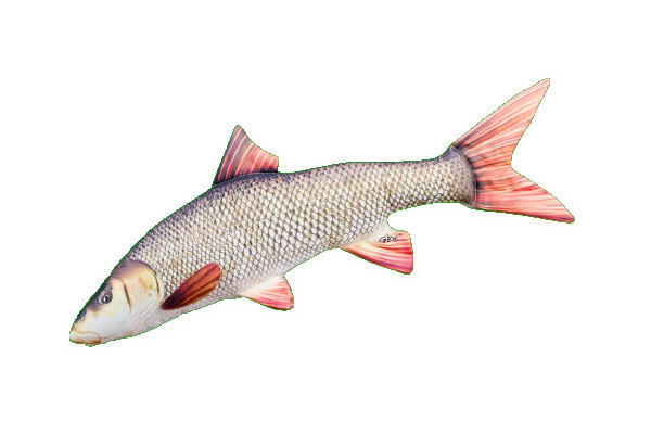 Gaby The Barbel Pillow 80cm