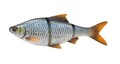 Savage Gear 4D Line Thru Roach Swimbait, Limited Edition! - Roach