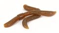 Trout Master Dendrobaena Imitatie Worm 8cm (15 Stuks)